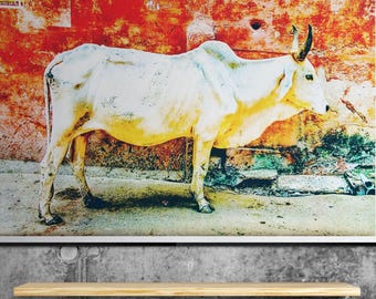 Indian cow