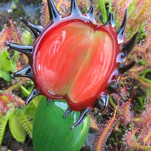 May include: A red and green glass sculpture of a carnivorous plant with black spikes. The sculpture is made to look like a Venus flytrap.