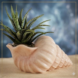 May include: A light pink seashell planter with a green succulent plant. The planter has a detailed, textured surface and is filled with soil. The succulent has long, pointed leaves with white stripes. The background is a blurred blue.