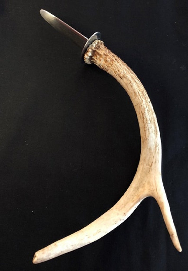 Antler Handled Oyster Knife image 1