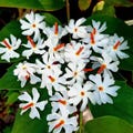 Night Flowering Jasmine Live Plant Fragrant Nyctanthes Arbor Tristis ( No Plant) product logo