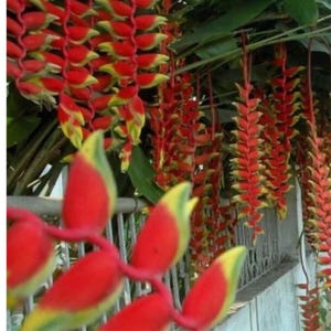 1 Heliconia rostrata Hanging Lobster Claw Live Rhizome Exotic Tropical Plant New