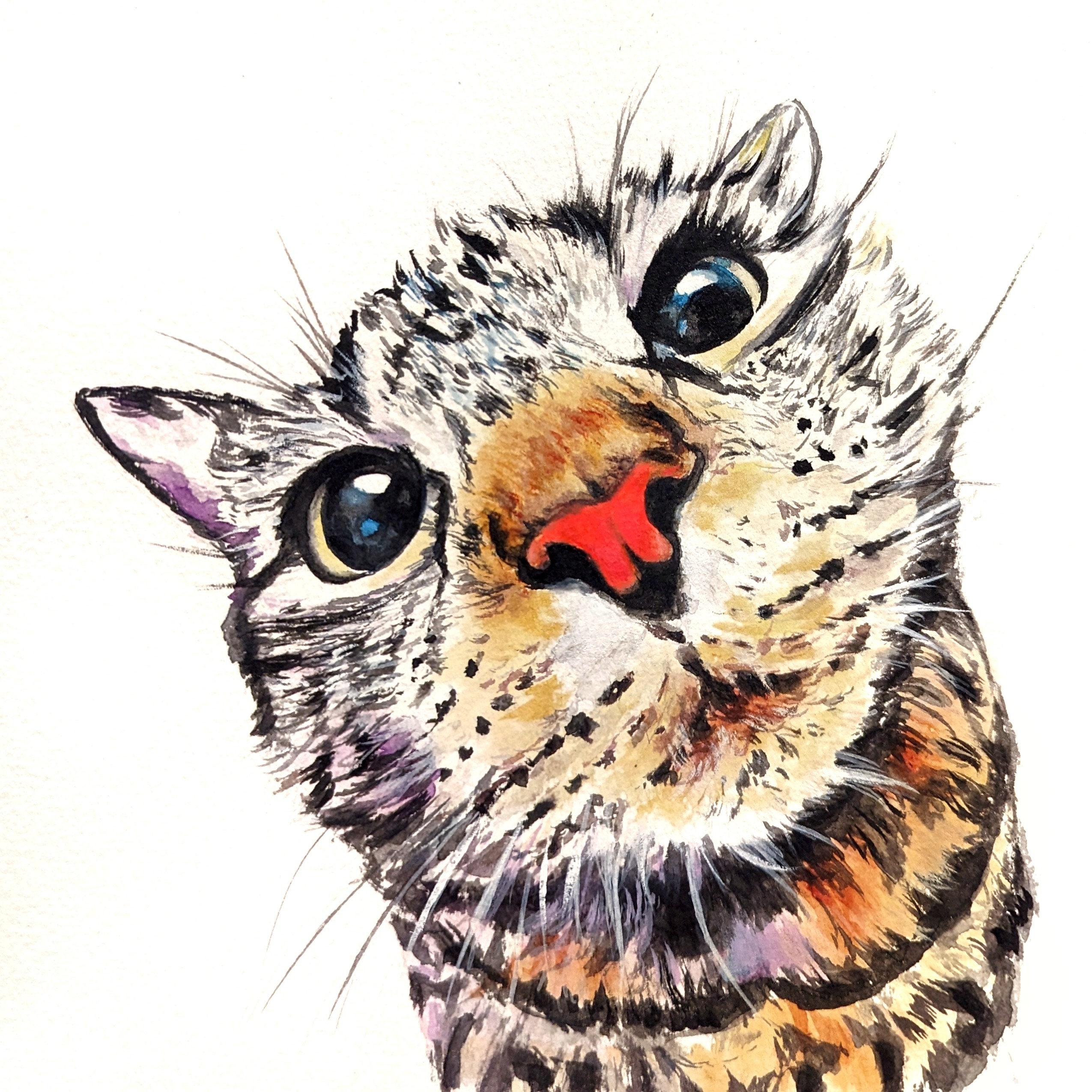 Silly Cat, Pet Portrait - Fisheye, Colourful, Curious