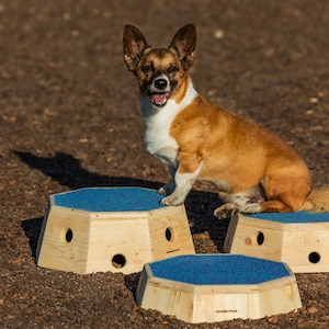 Könnte beinhalten: Ein braun-weißer Hund sitzt auf einer hellen Holzplattform mit einer blauen, strukturierten Oberfläche. Zwei weitere identische Holzplattformen mit blauen Oberflächen stehen vor dem Hund. Jede Plattform hat kreisförmige seitliche Aussparungen.