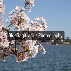 2014 DC Cherry Blossom Photography with Jefferson Memorial 07842