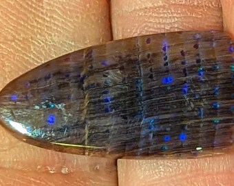 Virgin Valley Nevada Conk Wood Opal - 10.2 Ct.- Rare Material