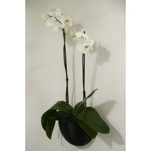 Oval väggkruka - Modern väggdekoration inomhus