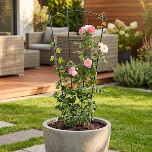 Plant Climbing Frame - Etsy