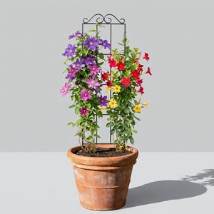 Peut inclure: Un pot en terre cuite avec des plantes grimpantes. Les plantes ont des fleurs violettes, roses, rouges et jaunes, soutenues par un treillis en métal noir. Le pot est sur une surface blanche sur fond gris.