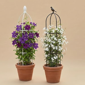 May include: Two potted climbing plants. One features purple flowers and a white trellis, the other has white flowers and a dark metal trellis topped with a bird. Both are in terracotta pots, set against a neutral background.