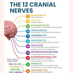 Cranial Nerve Nursing Study Guide PDF | 12 Cranial Nerves Cheat Sheet & Neuro Assessment Chart image 1