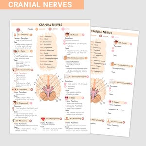 May include: Two white educational posters titled "Cranial Nerves" with detailed anatomical diagrams and text. The posters list types, sensory functions, motor functions, and tests for each nerve. The top banner reads "Cranial Nerves".