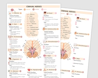 Cranial Nerves assessment Printable | Nursing Nerve Study Guide Chart PDF