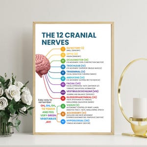 May include: A framed educational poster titled "The 12 Cranial Nerves." The poster features a diagram of a brain with colored lines indicating the nerves and their functions. Text includes a mnemonic for remembering the nerves. The poster is in a gold frame.