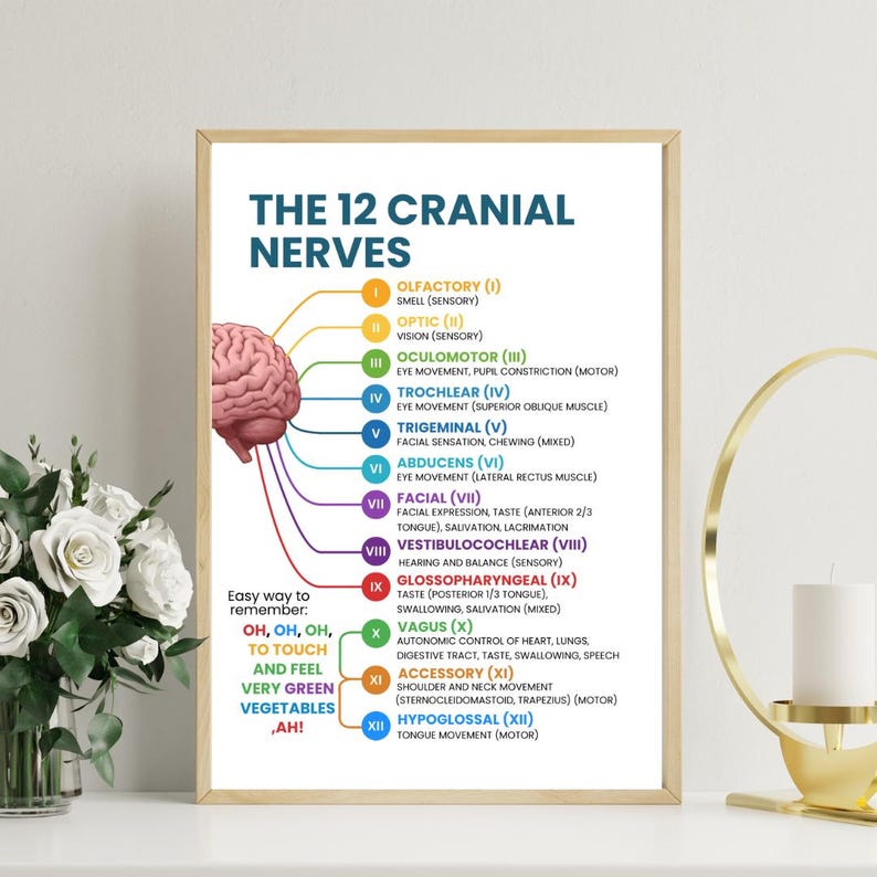 May include: A framed educational poster titled "The 12 Cranial Nerves." The poster features a diagram of a brain with colored lines indicating the nerves and their functions. Text includes a mnemonic for remembering the nerves. The poster is in a gold frame.