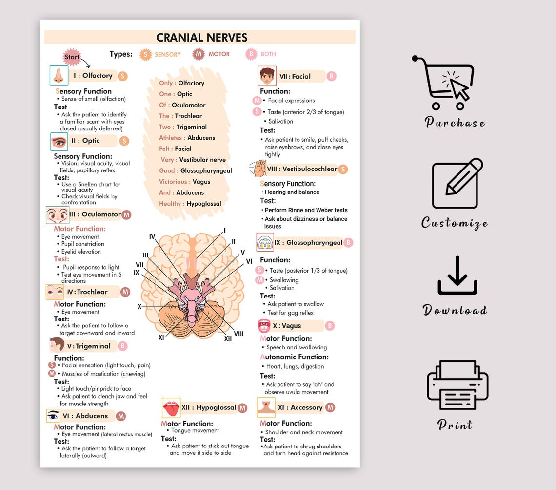 Cranial Nerves Assessment Printable | Nursing Nerve Study Guide Chart ...
