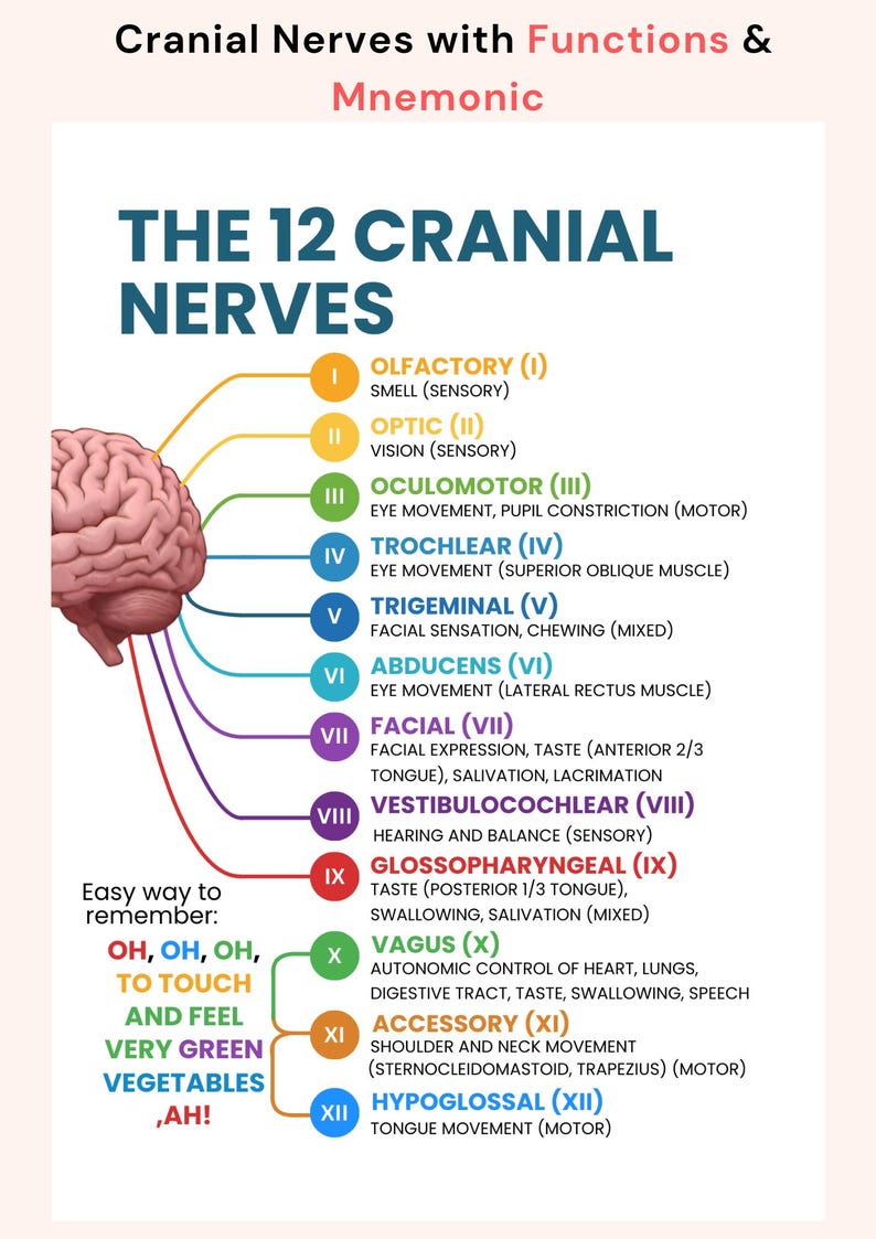 Cranial Nerve Nursing Study Guide PDF | 12 Cranial Nerves Cheat Sheet & Neuro Assessment Chart image 1
