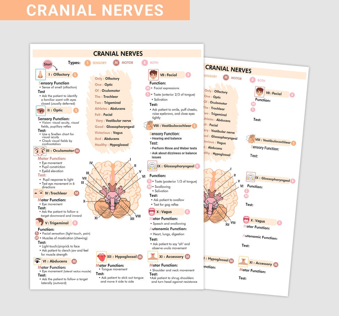 Cranial Nerves Assessment Printable | Nursing Nerve Study Guide Chart ...