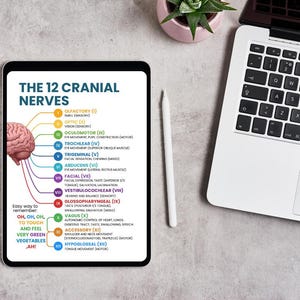 May include: A digital tablet displays a colorful diagram of the 12 cranial nerves, with a brain illustration and labeled nerves. A laptop, a stylus, and a small potted plant are also visible on a light gray surface.