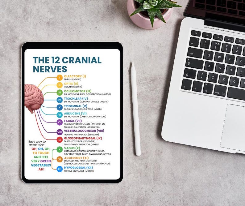 May include: A digital tablet displays a colorful diagram of the 12 cranial nerves, with a brain illustration and labeled nerves. A laptop, a stylus, and a small potted plant are also visible on a light gray surface.
