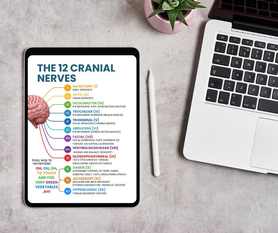 Cranial Nerve Nursing Study Guide PDF | 12 Cranial Nerves Cheat Sheet ...