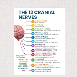 May include: Anatomy chart of the 12 cranial nerves, featuring a brain illustration with colored lines pointing to nerve names and functions. Includes a mnemonic for memorization: "OH, OH, OH, TO TOUCH AND FEEL VERY GREEN VEGETABLES, AH!"