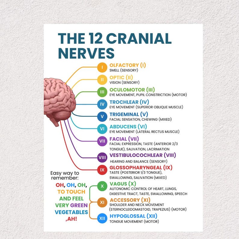 May include: Anatomy chart of the 12 cranial nerves, featuring a brain illustration with colored lines pointing to nerve names and functions. Includes a mnemonic for memorization: "OH, OH, OH, TO TOUCH AND FEEL VERY GREEN VEGETABLES, AH!"