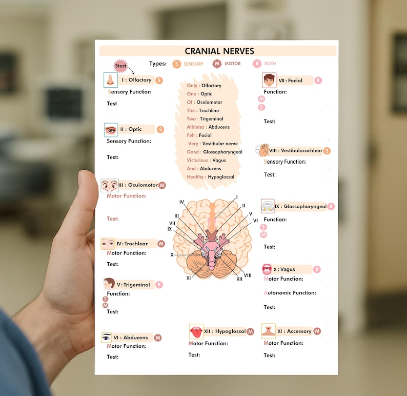 Cranial Nerves Assessment Printable | Nursing Nerve Study Guide Chart ...