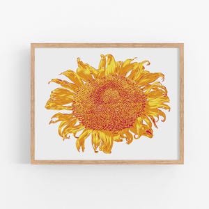 Sunflower Art Print, Yellow Floral Botanical Poster