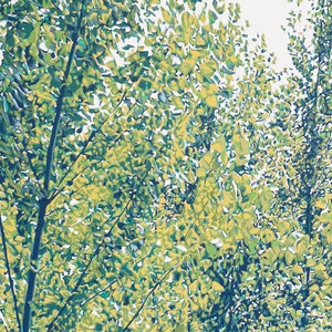 Forest painting Tree original art Landscape wall art Aspen tree artwork Green nature graphic fine art 20 by 24 Large painting by KomarovArt