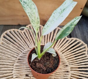 Philodendron 'Vague Blanche' - Plante D'intérieur Verte Et Blanc, Pot 12 Cm, Hauteur 20-30 Cm