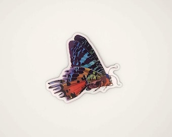 Rainbow Moth (Madagascan Sunset Moth) Magnets