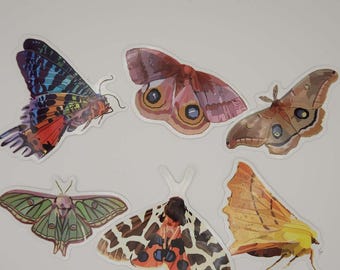 Moth Vinyl Stickers