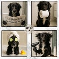 Custom Bathroom Pet Portrait Set Of 4, Funny Pet Art Prints (Digital Download)