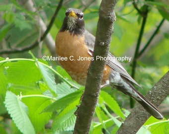 Treetop Robin Fine Art Vermont Photo Print: Multiple Sizes Available