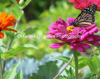 Monarch Butterfly Fine Art Vermont Photo Print: Multiple Sizes Available