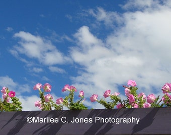 Window Box to the Sky Fine Art Vermont Photo Print: Multiple Sizes Available