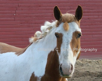 Paint Pony Fine Art Vermont Photo Print: Multiple Sizes Available