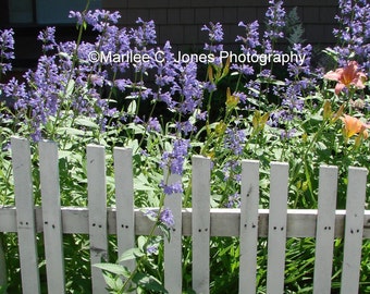 White Picket Fence Fine Art Vermont Photo Print: Multiple Sizes Available