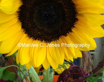 Sunflower in Orange Vase Fine Art Vermont Photo Print: Multiple Sizes Available