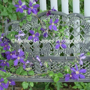 Purple Clematis on Wrought Iron Bench Fine Art Vermont Photo: Multiple Sizes