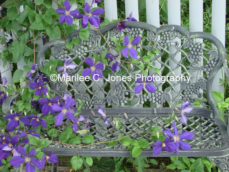 Purple Clematis on Wrought Iron Bench Fine Art Vermont Photo: Multiple Sizes image 1