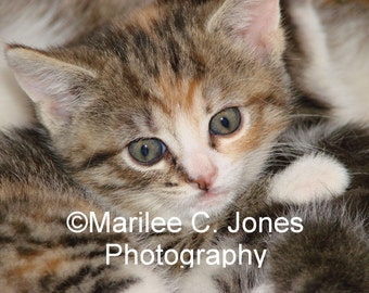 A Kitten Named Jack Fine Art Vermont Photo Print: Multiple Sizes Available