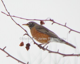 Snowy Robin Fine Art Vermont Photo Print: Multiple Sizes Available