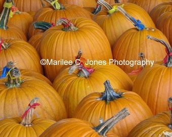 Pumpkins at the Orchard Fine Art Vermont Photo Print: Multiple Sizes Available