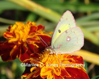 Yellow Butterfly Fine Art Vermont Photo Print: Multiple Sizes Available