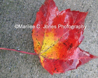 Patent Leather Leaf Fine Art Vermont Photo Print: Multiple Sizes Available