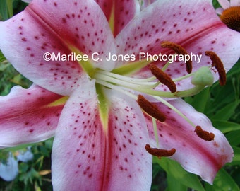 Stargazer Lily Fine Art Vermont Photo Print: Multiple Sizes Available