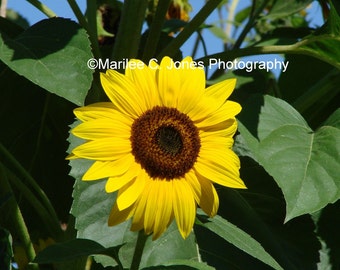 Sunflower Fine Art Vermont Photo Print: Multiple Sizes Available