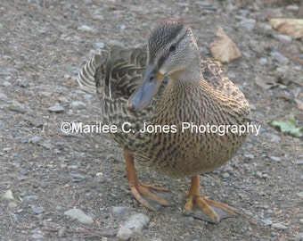 Lucky Duck Fine Art Vermont Photo Print: Multiple Sizes Available